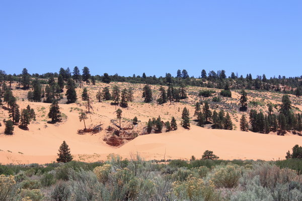 Pine Trees and Dunes