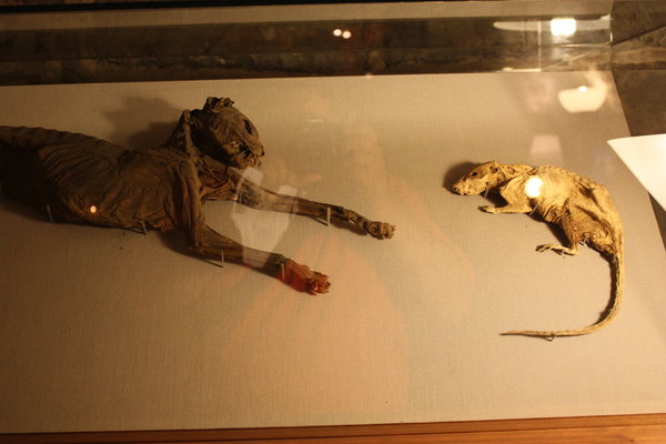 Mummified Cat and Rat