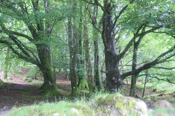 Green Trees Along the Trail