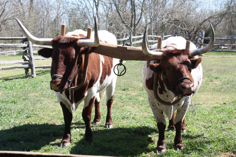 Cows or Oxen?