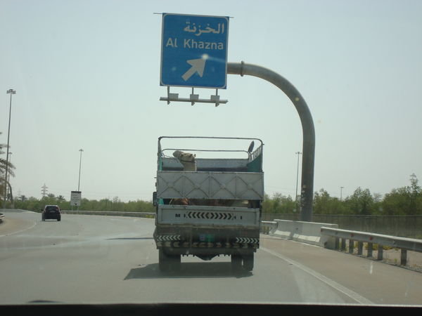A Camel...in a truck