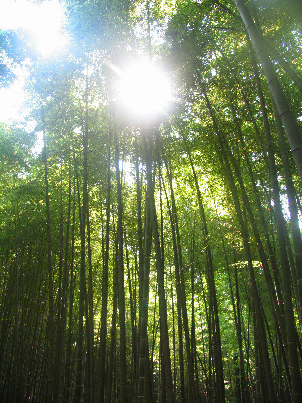 Bamboo Forest 016
