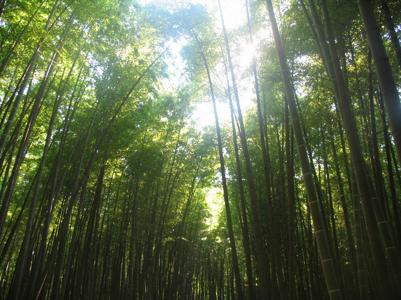 Bamboo Forest 017