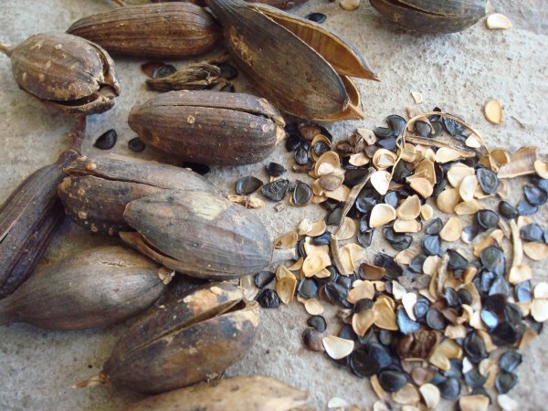 Maguey Seeds & Pods