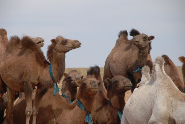 First sighting of camels