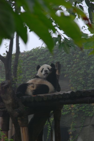 A Chilled Panda