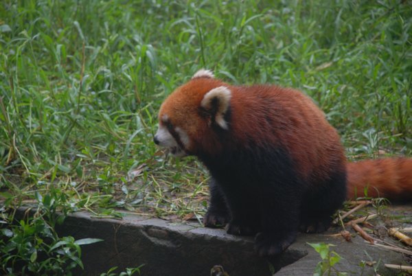 About to Pounce on Another Red Panda