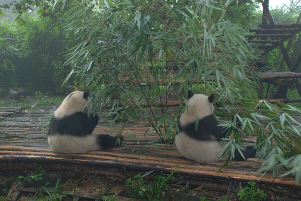 Sharing Bamboo