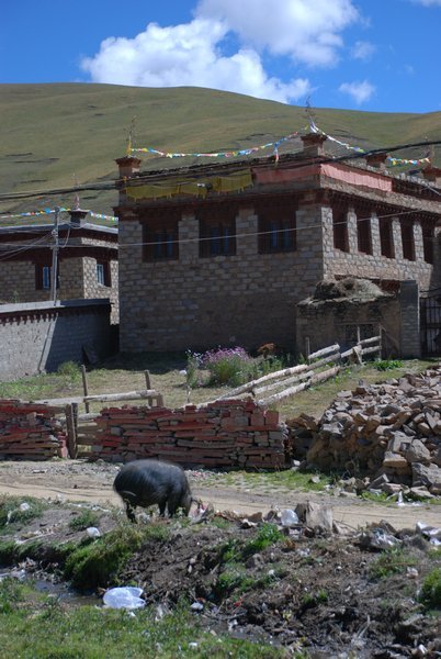 Pig Roaming the Streets of Litang