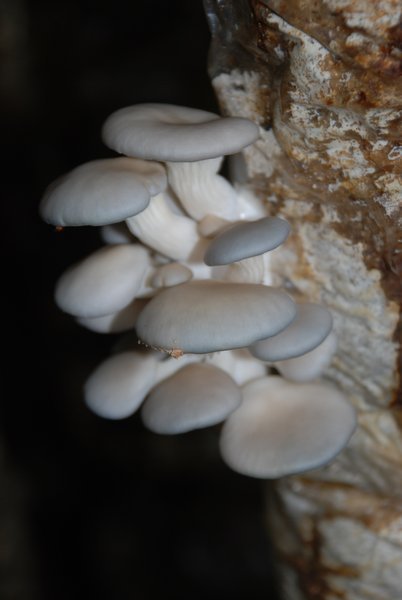 Mushrooms Growing Vietnam Style