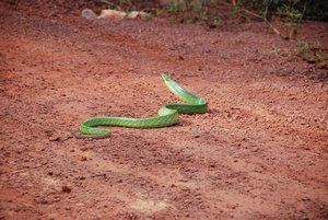 We Were Told This is a Green Viper
