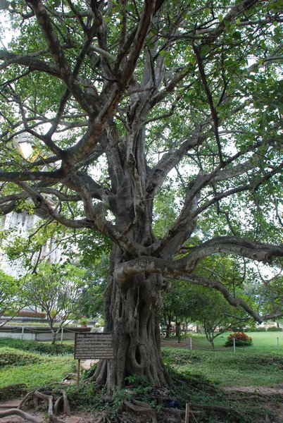 The Magic Tree