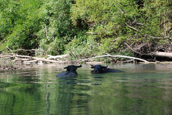 Water Buffalos