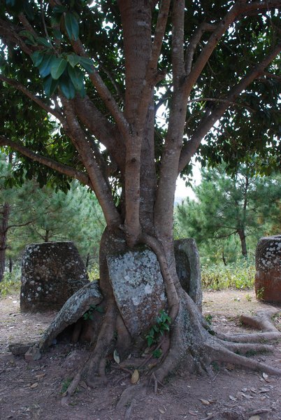 Site Two -Tree Coming Out of a Jar