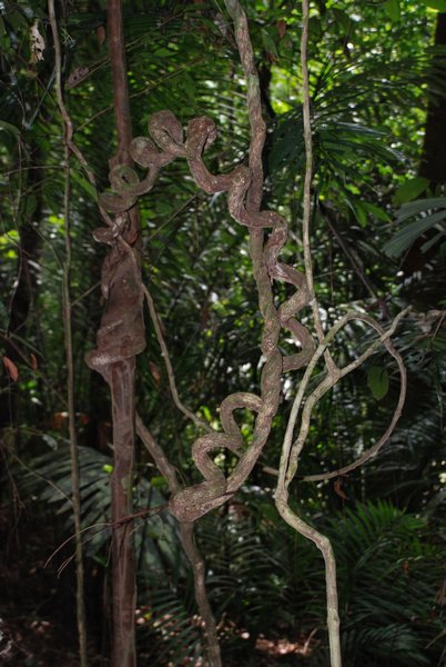 A Spiralled Branch