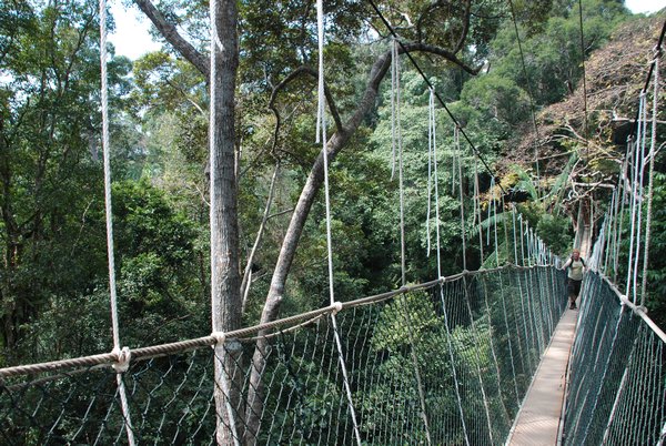 T on the Canopy Walkway