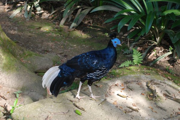 Malaysian Peacock