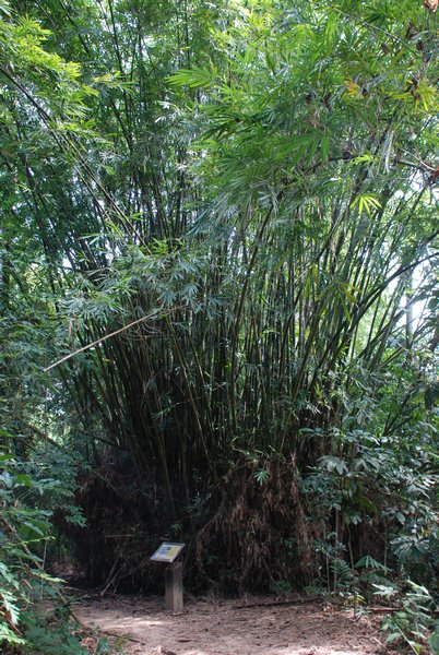 Massive Bamboo