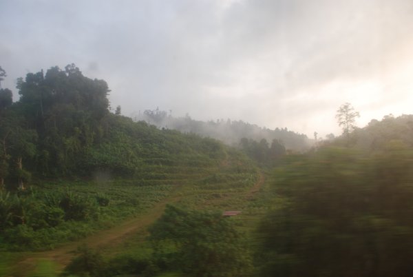 Early Morning Mist Over the Jungle