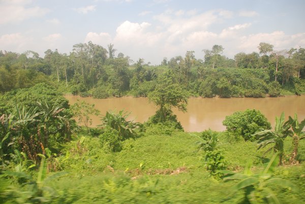 The Jungle River