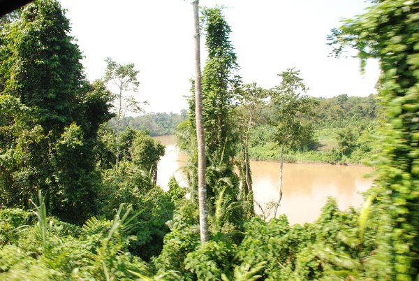 Views From the Train - the Jungle River
