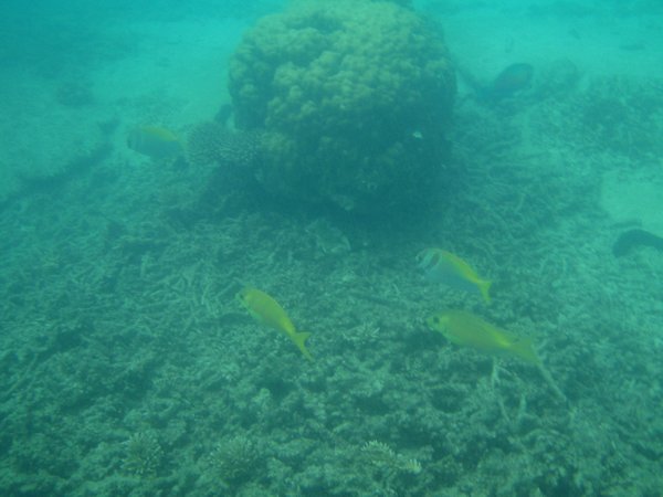 Butterfly Fish (We Think) and Some Yellow Fish