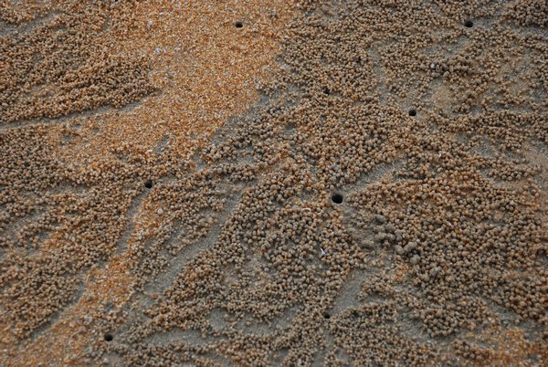 Patterns Made by Tiny Sand Crabs