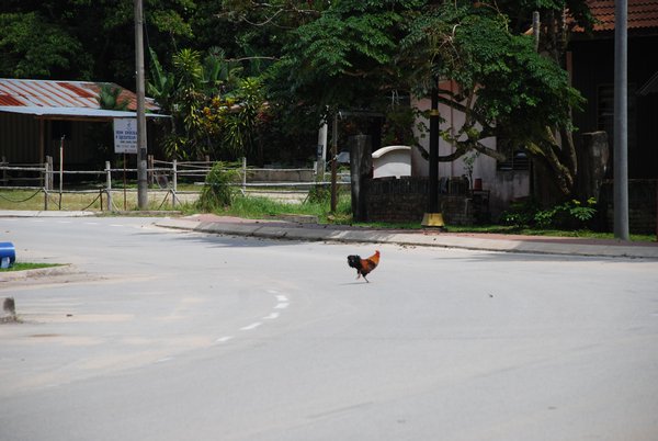 Why Did the Chicken Cross the Road