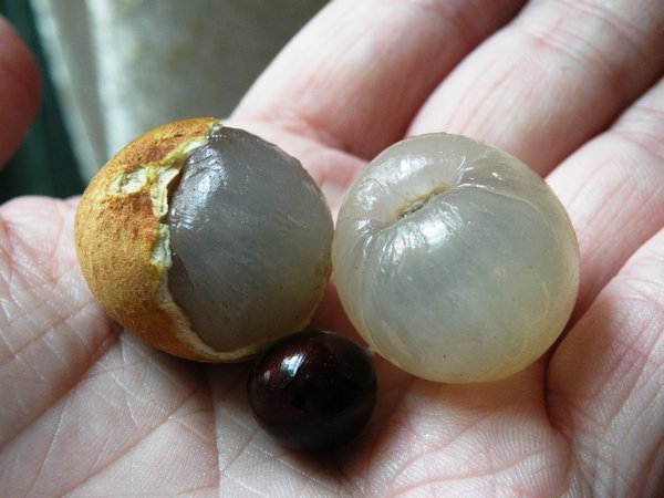 Longan fruit in various stages of undress