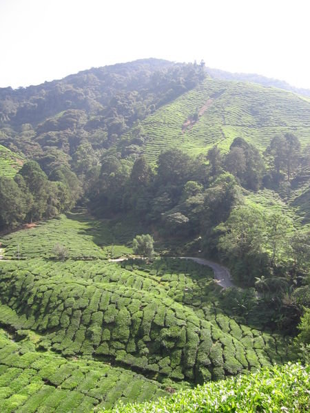 The tea plantations