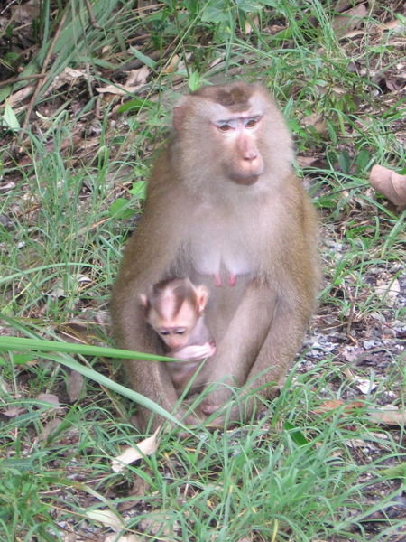Monkey along the side of the road :)