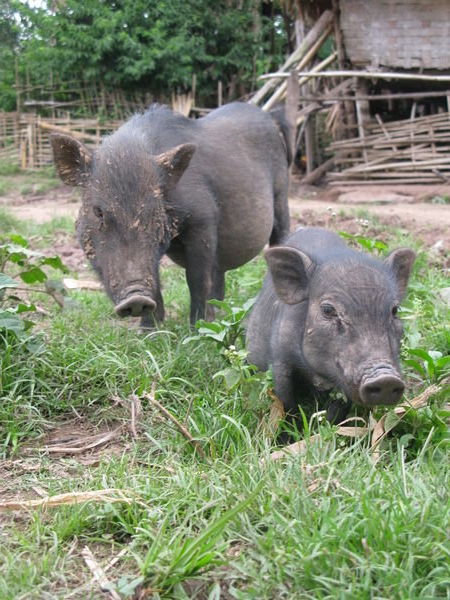 Village pigs :)