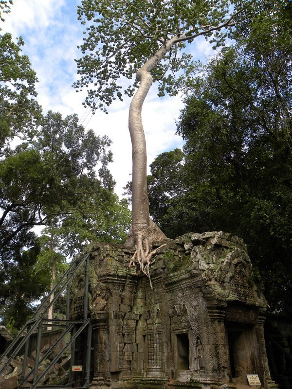 Temple avec un arbre!
