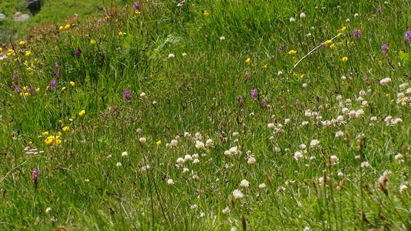 A meadow in Jispa.