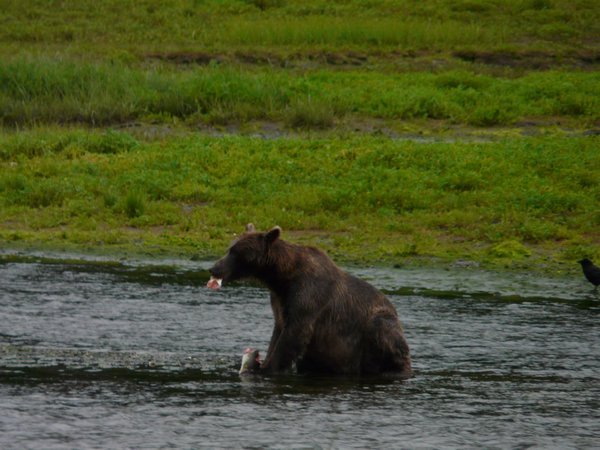 Another bear with a fish