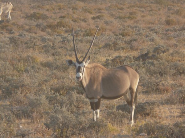 Oryx