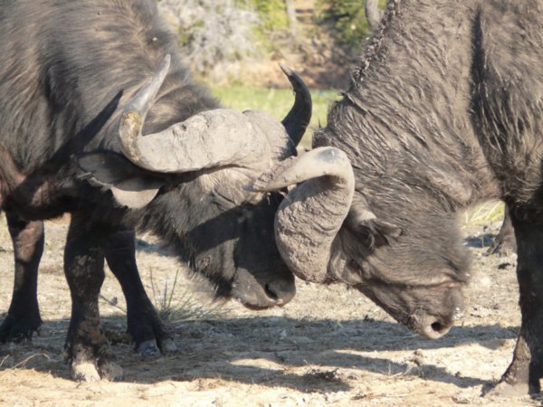Cape buffalo fighting