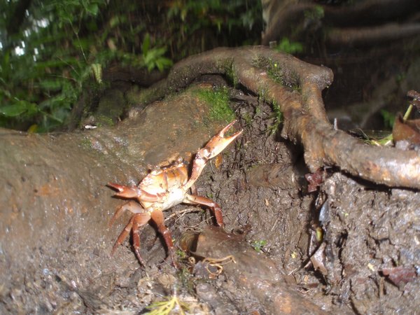 Crabs walk forward