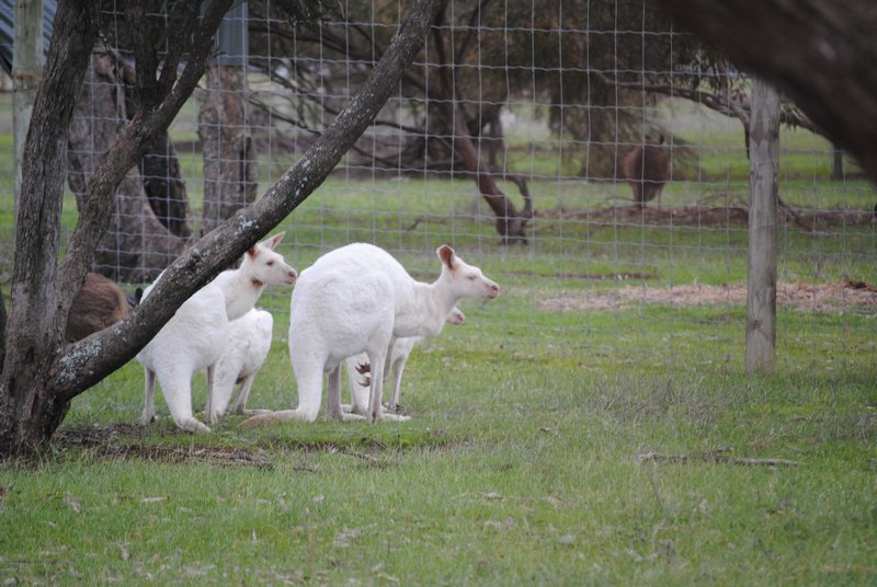 White Roos