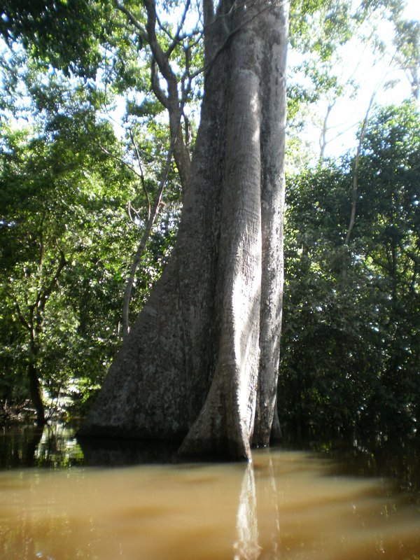 Trees in the Amazon