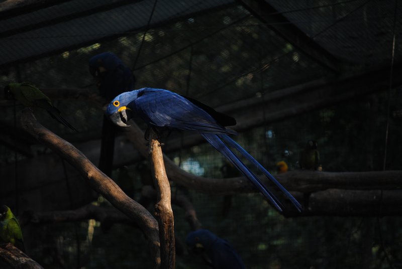 Some cool blue bird
