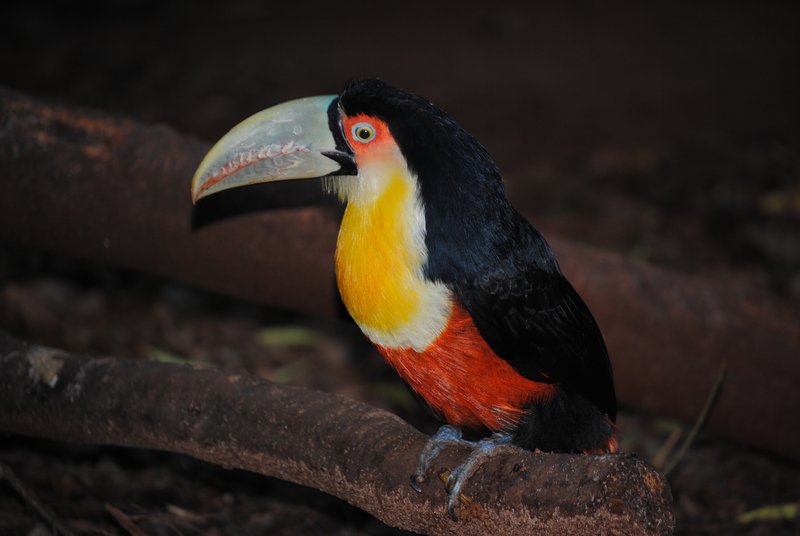 Another kind of Toucan