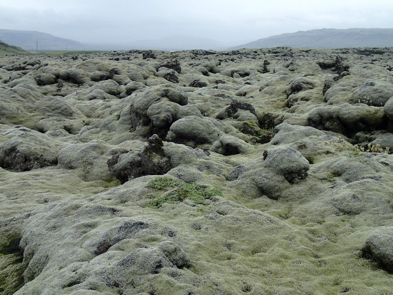 Lava fields with moss
