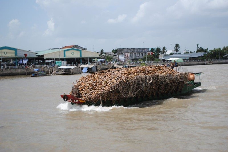 A boat load of coconut