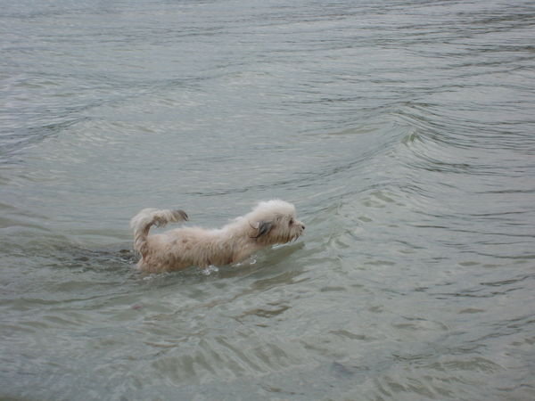 At swim one dog