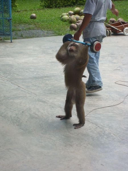 weight-lifting monkey