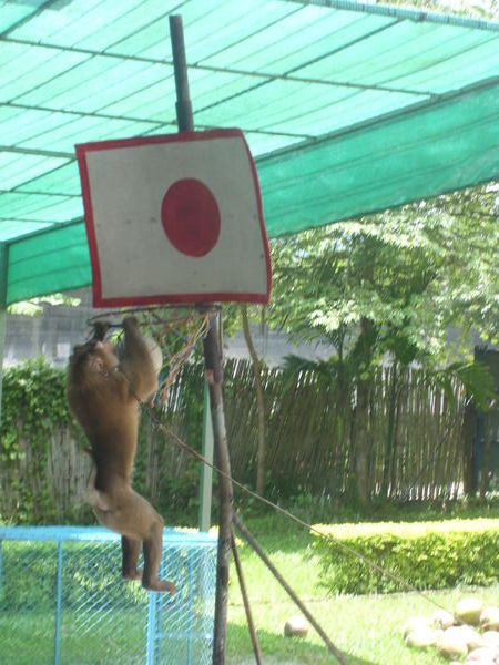 monkey basketball