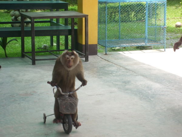 monkey on a bike!