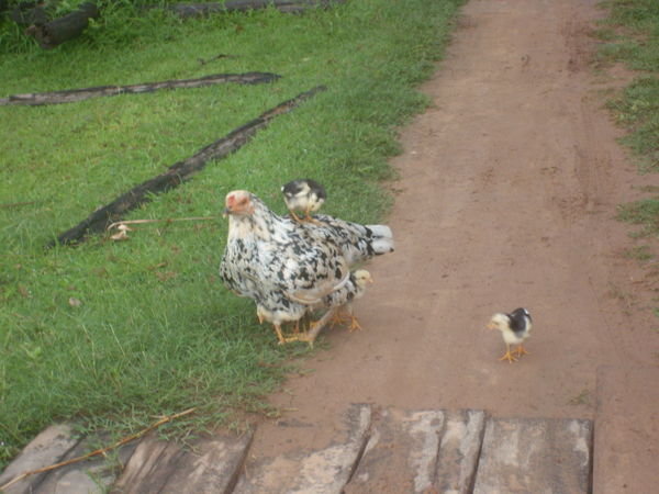 mama hen and chicks