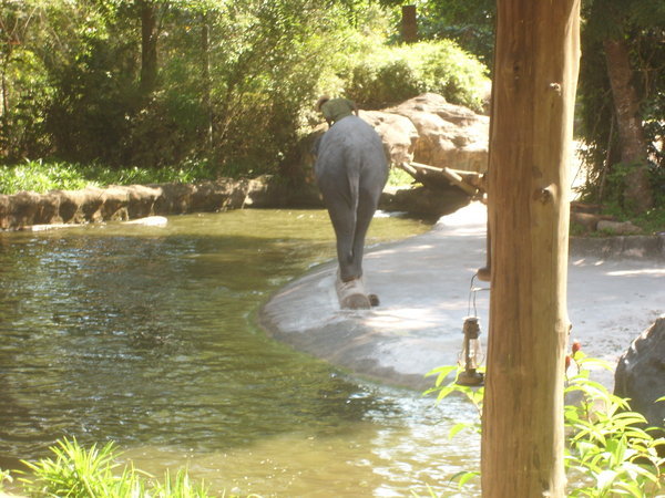 elephant acrobatics